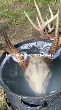 Do your own European mounts-Deer Antlers