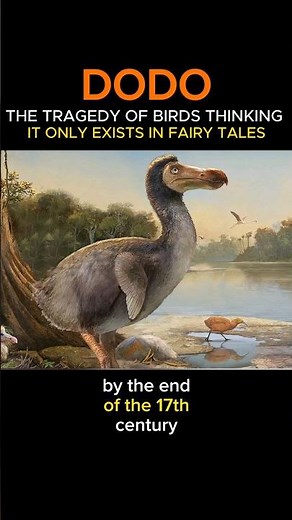 Dodo Bird: The Tragedy of a Bird That Seemed Like a Fairytale #facts #dodo