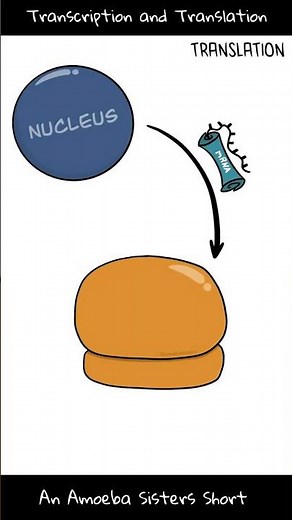 Transcription and Translation - Amoeba Sisters #Shorts