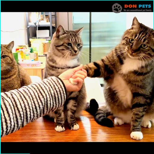 Cats shaking hands are super cute | Don Pets