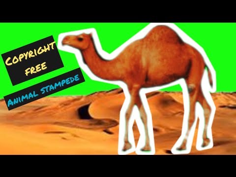 Animal stampede crossover #stampede #greenscreeen #animals #wildanimals #animalsvideo