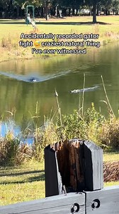 339K views · 2.5K reactions | The lowcountry goes hard for gator fights I guess @NationalGeographicVids #lowcountry #gator #nature #gatorfight #charleston | J59 | Facebook