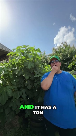 Grow This Fig Tree If You Want Fast Growth