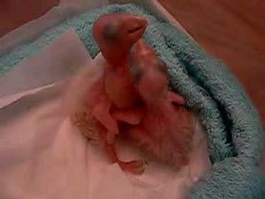 Two Baby Amazon Parrots