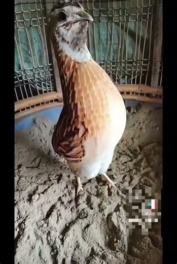 Funny Animals Compilation 😂 | Crazy Creatures & Hilarious Sounds 2026