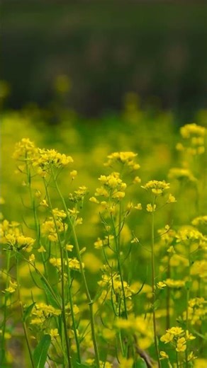 Wild Countryside Flowers and Peaceful Nature Ambience #countryside #flowers #background