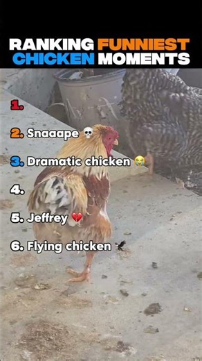 Ranking Funniest Chicken Moments 😭😭
