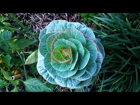 Math and Nature -- The Golden Ratio