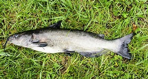 How to Catch Channel Cats