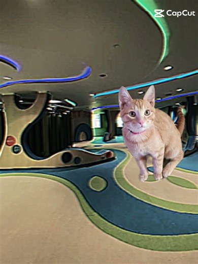 Simba in the back rooms which is my cat