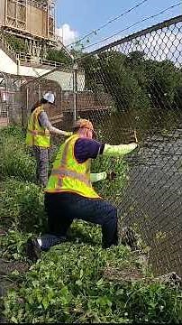 Kudzu Cleanup Time-Lapse — Satisfying Transformation!