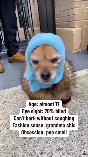 Exploring Grandma Chic Style for Senior Dogs