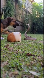 King Cobra Corners Helpless Guinea Pig, Then THIS Happened! 🐍😱