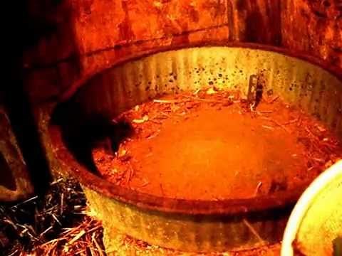 Peppermint and Mice - Experiment #2