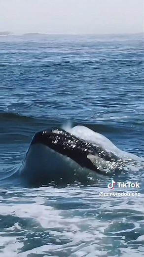Exploring Orcas: Behavior and Biology in the Ocean