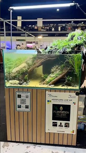 Live VIP Aquascaping contest at Vivarium 2025 #aquascaping