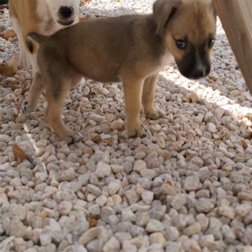 79 reactions · 3 comments | Aruba Animal Shelter on Reels | Facebook