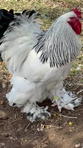 Breed of the Week: Columbian Brahma 🐓 Meet the stunning Columbian Brahma! 👑 This rare and beautiful breed is a variation of the Brahma, known for its striking Columbian pattern. 🌈 Origin: The Columbian Brahma originated in the United States in the late 19th century, developed from the Brahma breed. The Columbian pattern was introduced through cross-breeding with other breeds. 🐓👥 Here are some fascinating facts about the Columbian Brahma: Weight: Up to 8 kg ⚖️ Height: Up to 76 cm 📏 Egg-layi