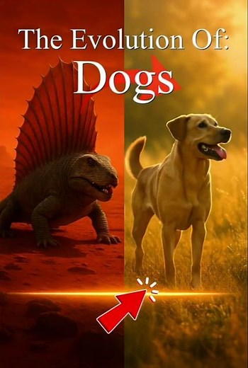 The Entire Evolution Of Dogs 🐶
