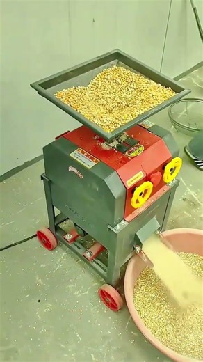 Processing dried corn kernels through a small milling machine to separate grains efficiently now
