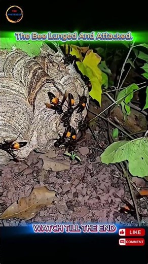 Toad vs Wasp: Who Has the Real Advantage?