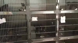 11K views · 192 reactions | City of Denton Animal Shelter on Reels | Facebook