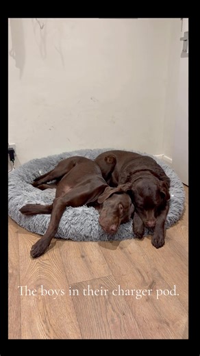 Charging. #labradors #chocolate