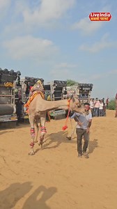 Viral camel dance all step in one video #cameldance #camel #unt | Live india sabse fast