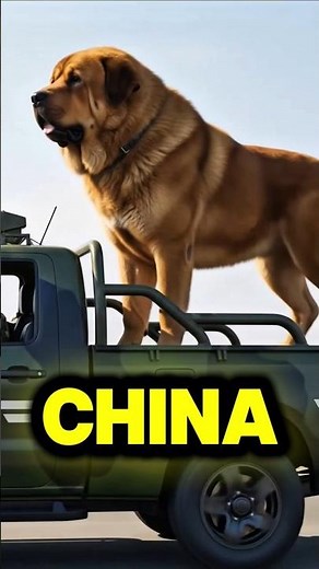 The World’s Largest War Dogs: Wait Until You See the Last One