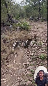 Jaguar Defeats Python Using Speed and Precision Wildlife Moment. #animal #Jaguar #Python #wildlife