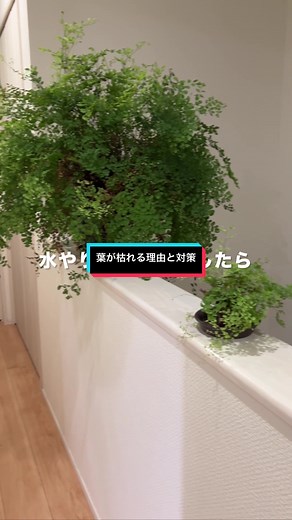 アジアンタムの葉が枯れる理由と対策