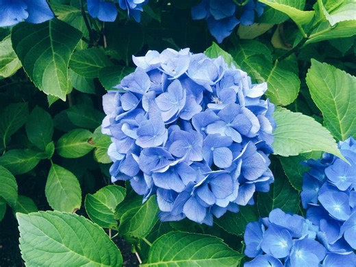 Coffee Grounds Are the Secret To Bold, Blue Hydrangeas