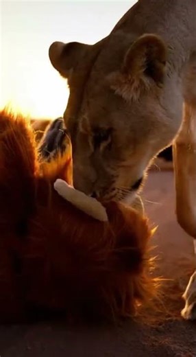 Lioness Meets Plush Lion: Curiosity in the Savanna! #Lioness #Wildlife #FunnyAnimals
