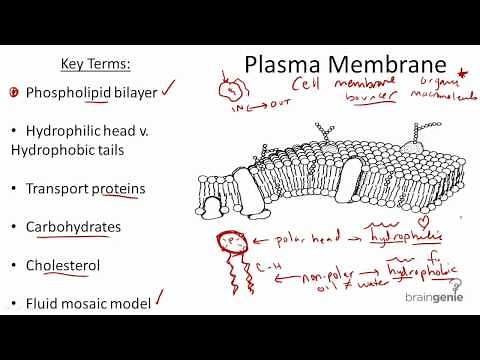 2.1.5 Plasma Membrane Structure and Function
