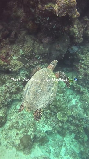 This Is Why Divers Love Moalboal 🐢🐟