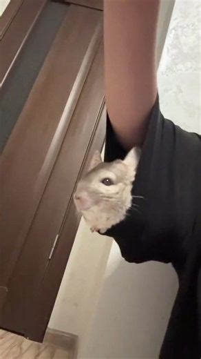 Chinchilla Care Tips: Essential Recommendations for Owners