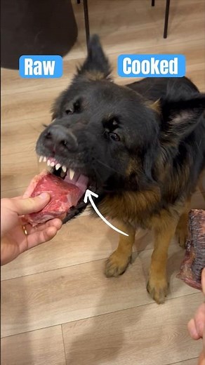 Dogs choose raw vs cooked STEAK 🥩 #dogeating#funnydogvideos#shorts