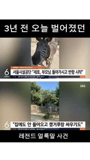 3년 전 오늘 벌어졌던 레전드 얼룩말 사건