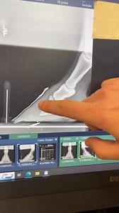 Dr. Tena Ursini explains laminitis. | UTCVM-University of Tennessee College of Veterinary Medicine