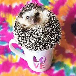 Our pets teach us how to live and love in the moment, and the value of a slobbery tennis ball. We're celebrating your Pawsitive Pets on Instagram - follow us to find our how you could win a $500 Lifeisgood.com gift card, a prize pack from our friends at KONG and be featured on We Rate Dogs! PLUS, for each entry received, we'll donate $1 to The Humane Society of the United States. Learn more: http://bit.ly/2vDYewN | Life is Good