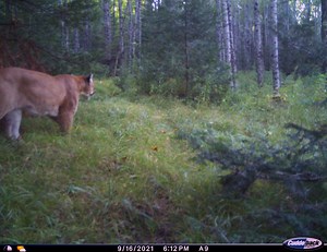 Another cougar spotted in U.P., Michigan DNR confirms Luce County sighting