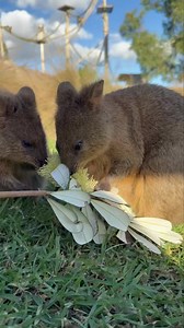 401 reactions · 36 shares | Luka the Quokka knows how to dine in style with a banksia flower feast!  Quokkas are herbivores and eat native grasses and the leaves, stems, flowers and bark off a variety of plants!   Kids Go FREE All April! Book your tickets today: https://bit.ly/3TG4ihX | Hunter Valley Wildlife Park | Facebook