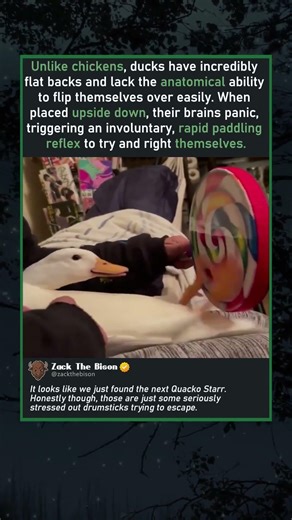 QUACKO STARR