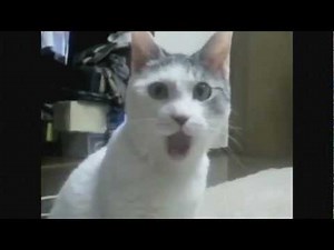 THE OMG CAT- Very Funny - Must see - El gato de la boca abierta HD ORIGINAL - Gracioso