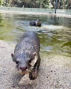 8.3K views · 539 reactions | Hello from the otter side! 簾  Keeper Jules | Perth Zoo | Facebook