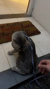 Cómo Cuidar y Pasear a Tu Gato Correctamente