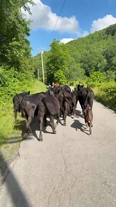 Bringing the cows home. #WV #appalachia #almostheaven #davissonbrothersband | Davisson Brothers Band