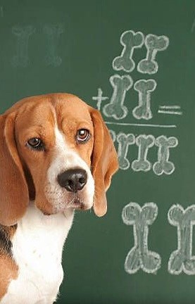 THE DOG MATH IS REAL! 20 toys – 1 stuck under the couch = 0 toys.A full bowl of kibble – no toppings = an empty bowl.A comfy bed your bed = your bed only.The math never lies 🤷‍♀️🐾. Link to our products! : https://pawtree.com/FB001/products Tag a fellow pet parent who knows this struggle! 😂#DogMath #DogParentStruggles #PawTreePets #DogMomLife #RelatablePetMoments # | pawTree