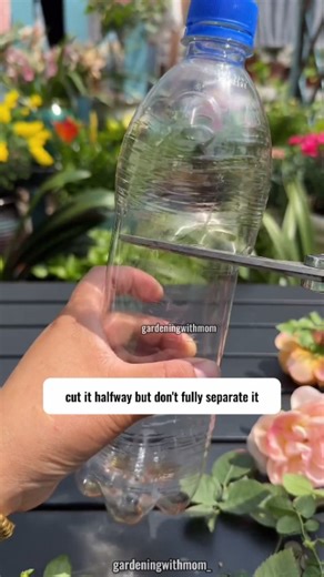 Gardening With Mom on Instagram: ""🌹 Grow your own roses with just a cutting and water! Hydroponic propagation is a simple, soil-free method that helps rose cuttings root faster and thrive. Perfect for gardening enthusiasts looking to multiply their blooms without the mess! #LoveLifeLoveFlowers #Rose #Cuttings #GardeningTips #RoseCuttings #HydroponicGardening #FlowerPropagation #HomeGarden #PlantLovers #GrowYourOwnFlowers #EasyGardening""