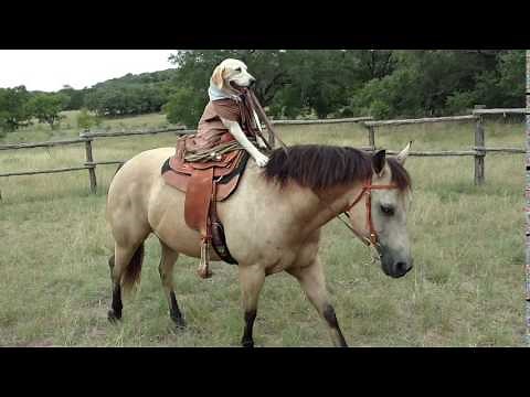 Dog Rides a Horse